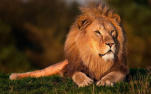lion sitting on grass HD wallpaper